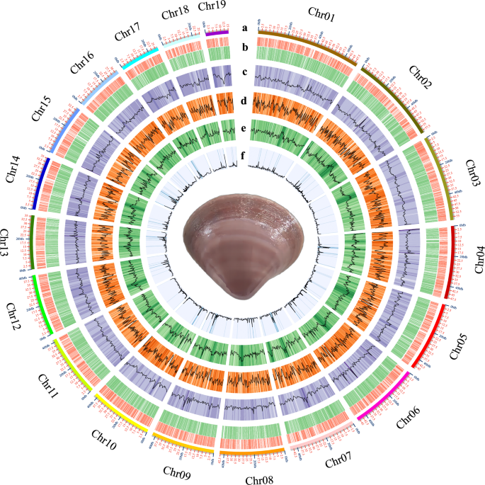 Chromosome-level genome assembly of bivalve mollusk, Xishishe Coelomactra antiquata