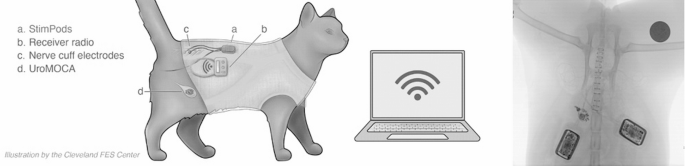 The effect of high frequency sacral nerve stimulation on lower urinary tract function in awake, healthy animals
