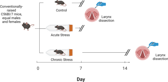 Effects of psychosocial stress on laryngeal microbiology and epithelial barrier integrity
