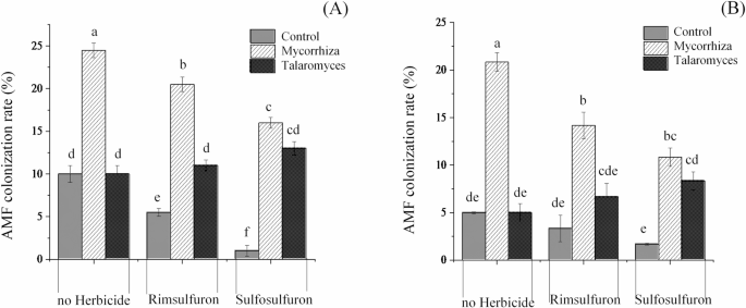 Inoculation with Talaromyces trachyspermus and arbuscular mycorrhizal fungus alongside sulfonylurea herbicides alters Orobanche aegyptiaca and tomato growth