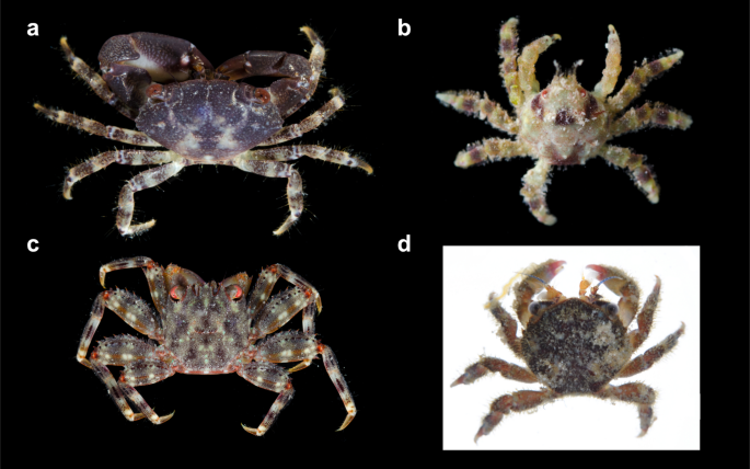 Cryptobenthic crab assemblages are more distinct across a 90 m depth gradient than 2500 km of shallow marine habitat in the Hawaiian archipelago