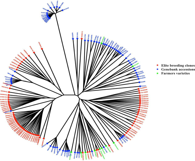 Genome wide association studies in yam reveal the challenge of high heterozygosity
