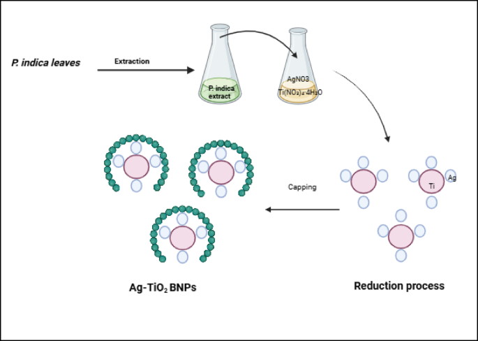 Green biosynthesis of bimetallic silver titanium dioxide nanoparticles using Pluchea indica with their anticancer, antimicrobial, and antioxidant activities
