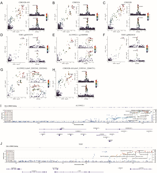 SNP rs615552 and lncRNA CDKN2B-AS1 influence brain cancer pathogenesis through multi-omic mechanisms