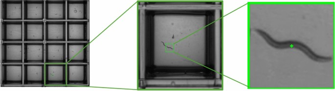 High-throughput behavioral screening in Caenorhabditis elegans using machine learning for drug repurposing
