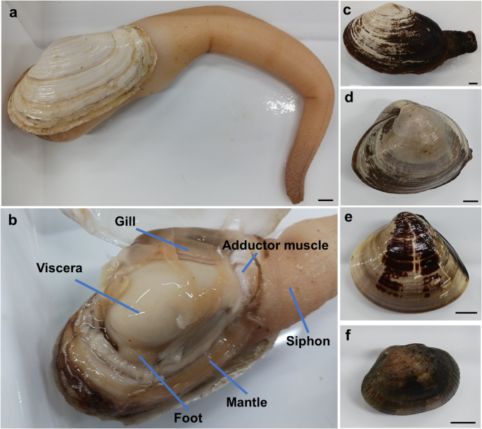 d-Alanine content in the marine edible bivalve Panopea japonica and evaluation of its associated enzyme activities