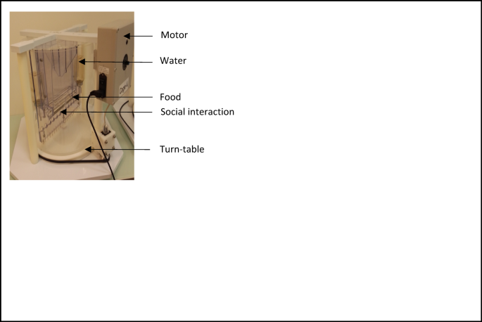 A pilot study on the effect of severe sleep fragmentation on aorta remodelling, neuroinflammation in a rat model