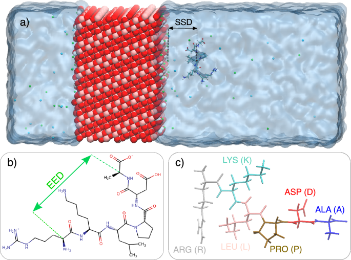 Uncovering sequence effects in Titanium binding peptides adsorption on TiO2: A molecular dynamics study
