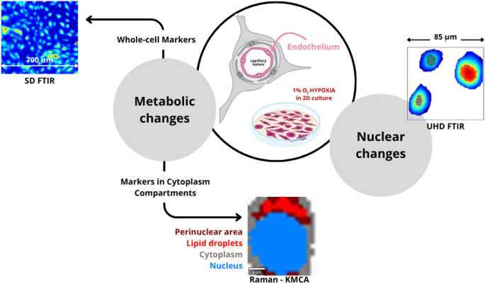 Marker-independent vibrational spectroscopy imaging recognizes the hypoxia effect in the human brain endothelium