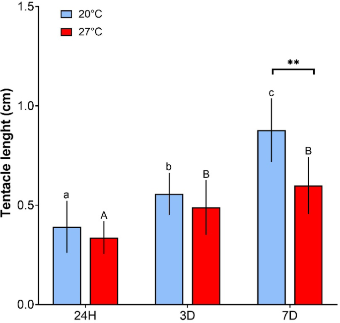 Integrated approach to explore Anemonia viridis regeneration under a climate change scenario
