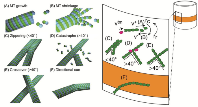 Agent-based simulation of cortical microtubule band movement in arabidopsis zygotes