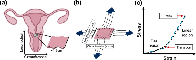 Vaginal biomechanical function in premenopausal and postmenopausal women with and without pelvic organ prolapse