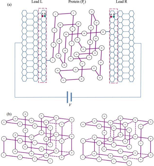 Quantum transport in protein chains