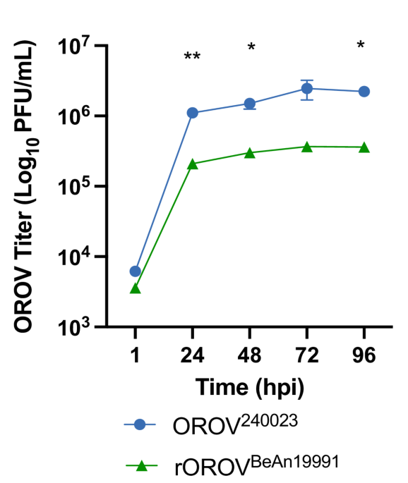 Enhanced infection and transmission of the 2022–2024 Oropouche virus strain in the North American biting midge Culicoides sonorensis