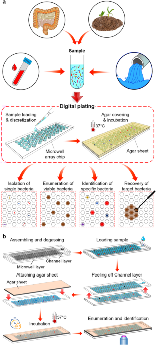A digital plating platform for robust and versatile microbial detection and analysis