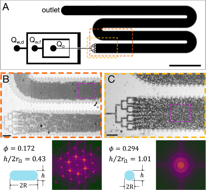Migration and segregation of confined droplets flowing in flexible channels with a rectangular cross-section