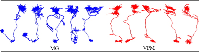 Contrastive learning-driven framework for neuron morphology classification