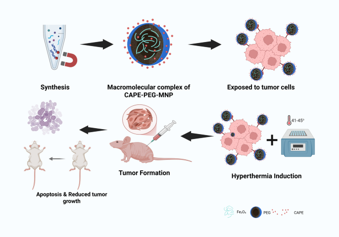 Development and characterization of pegylated Fe3O4-CAPE magnetic nanoparticles for targeted therapy and hyperthermia treatment of colorectal cancer