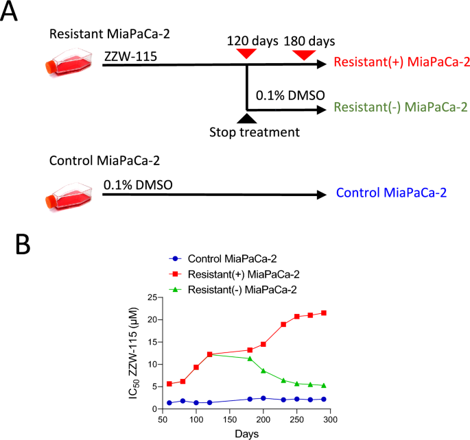 Mechanisms of induced resistance to the antitumoral agent ZZW-115 in pancreas ductal adenocarcinoma