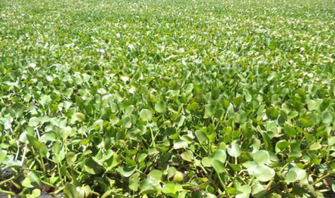 Fabrication and characterization of a magnetite water hyacinth nanocomposite for effective Cr(VI) remediation