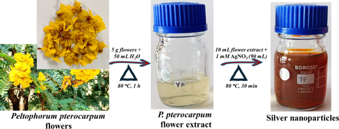 Peltophorum pterocarpum flower mediated synthesis of silver nanoparticles and its catalytic degradation of Acid Blue 113 dye