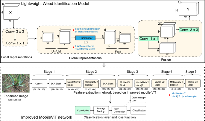 Real time weed identification with enhanced mobilevit model for mobile devices