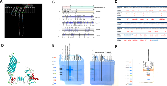 The Lpp-OmpA-BtaE fusion protein causes a protective immune response against Brucella melitensis in mice