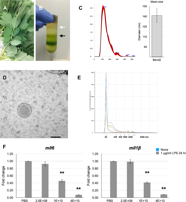 Exosome-like nanovesicles from Peucedanum Japonicum directly regulate inflammatory cytokines via small RNAs