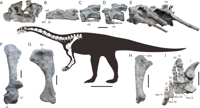 A new Early Jurassic dinosaur represents the earliest-diverging and oldest sauropodomorph of East Asia