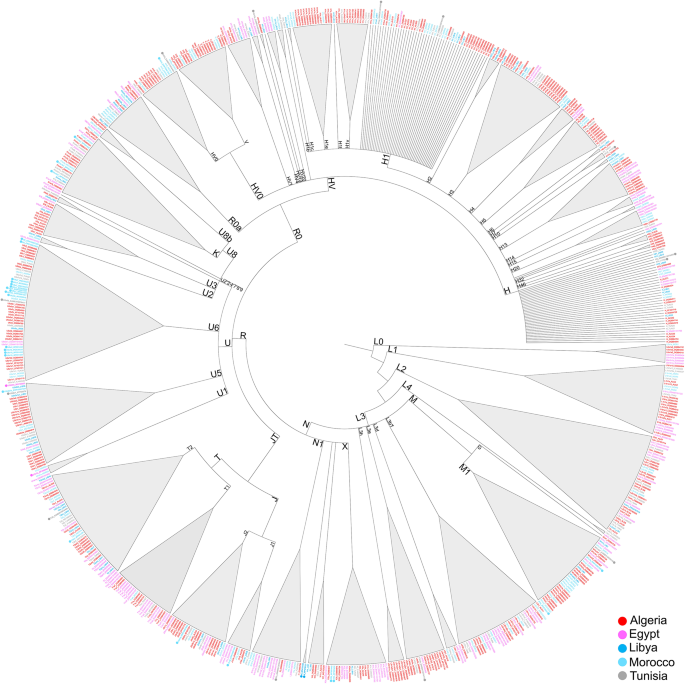 The origin of modern North Africans as depicted by a massive survey of mitogenomes