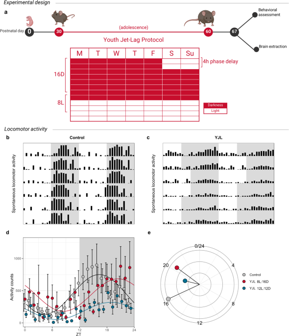 Chronic circadian disruption in adolescent mice impairs hippocampal memory disrupting gene expression oscillations