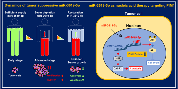 Low levels of tumor suppressor miR-3619 in plasma contribute to malignant outcomes and a target for nucleic acid therapy in esophageal cancer
