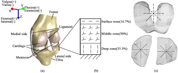 Biomechanical effects of medial osteoarthritis progression and UKA on knee lateral compartment using fibril-reinforced biphasic material in finite element study