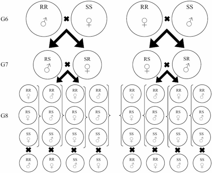 Quantitative genetic analysis of diamide resistance in Australian Spodoptera litura (Fabricius) (Lepidoptera: Noctuidae)