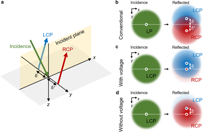 Numerical demonstration of a switchable binary-state metasurface for the spin hall effect of circularly polarized light