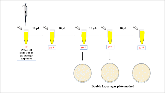 Isolation and identification of bacteriophage against Escherichia coli ATCC 25922 and their biofilm Inhibition studies