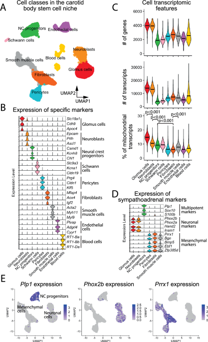 Genetic map of the carotid body stem cell niche with focus on the O2-sensing chemoreceptor cell lineage