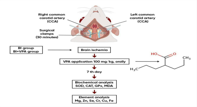 Targeting oxidative stress and metal imbalance in cerebral ischemia: the neuroprotective role of sodium valproate