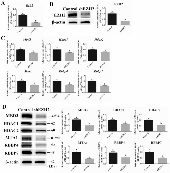 Interaction and regulatory expression of Polycomb and NuRD complexes in mouse embryonic stem cell under PKC inhibition