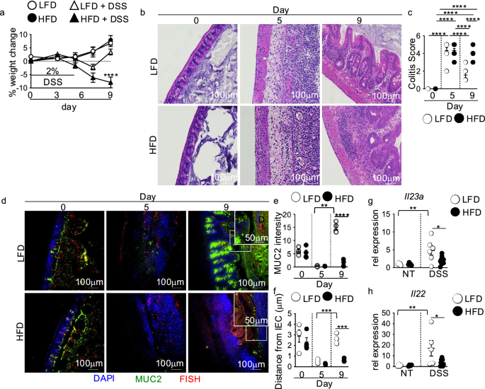 Dietary lipids induce PPARd and BCL6 to repress macrophage IL-23 induction after intestinal injury and LPS exposure