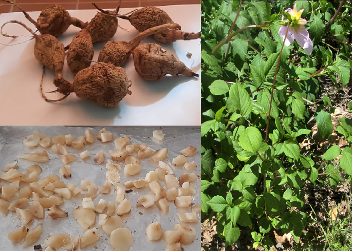 Biosynthesis of selenium nanoparticles from Dahlia pinnata tuberous roots with antibacterial, antidiabetic, and erythrocyte membrane protective activities