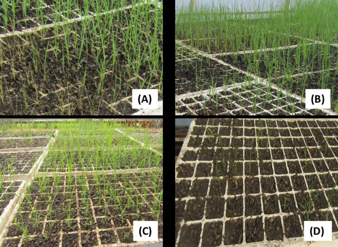 Optimizing ethyl methanesulphonate for mutagenesis of selected tef [Eragrostis tef (Zucc.) Trotter] genotypes