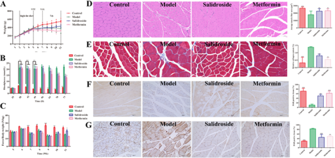 Salidroside ameliorates diabetic amyotrophy by targeting Caspase-3 to inhibit apoptosis