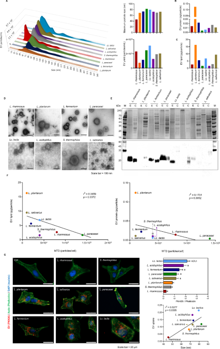 Comparative and pharmacological investigation of bEVs from eight Lactobacillales strains