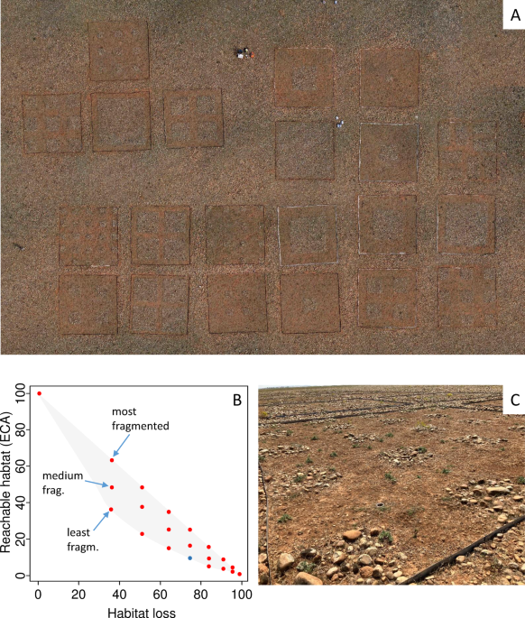 Short-term responses of ground-dwelling arthropod communities to habitat loss and fragmentation in experimental mesoscale landscapes