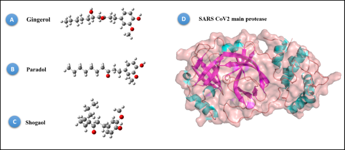 Pharmacokinetic, toxicological, and molecular interaction assessment of ginger-derived phenolics for SARS-CoV-2 main protease Inhibition