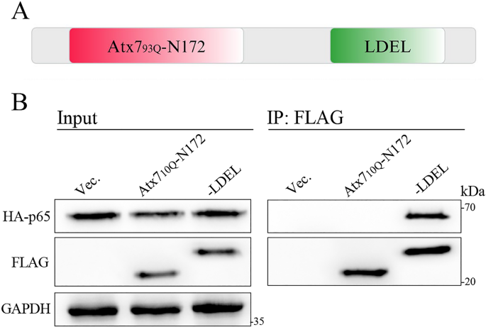 A designer polyQ fusion protein modulates NF-κB signaling by sequestering P65/RelA into aggregates