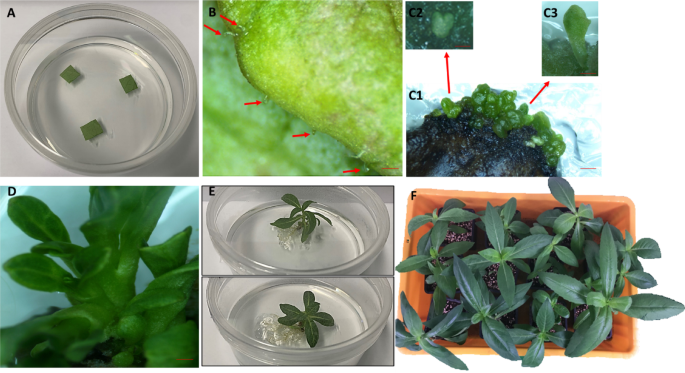 Direct somatic embryogenesis induction in Aspilia Africana (Pers.) C. D. Adams, and assessment of genetic homogeneity and physiology of regenerants