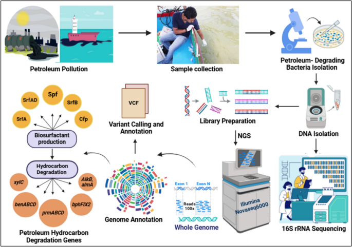 Whole genome sequence of petroleum hydrocarbon degrading novel strain Microbacter sp. EMBS2025 isolated from Chilika Lake, Odisha, India