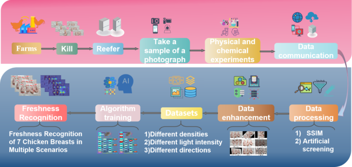 Nondestructive freshness recognition of chicken breast meat based on deep learning